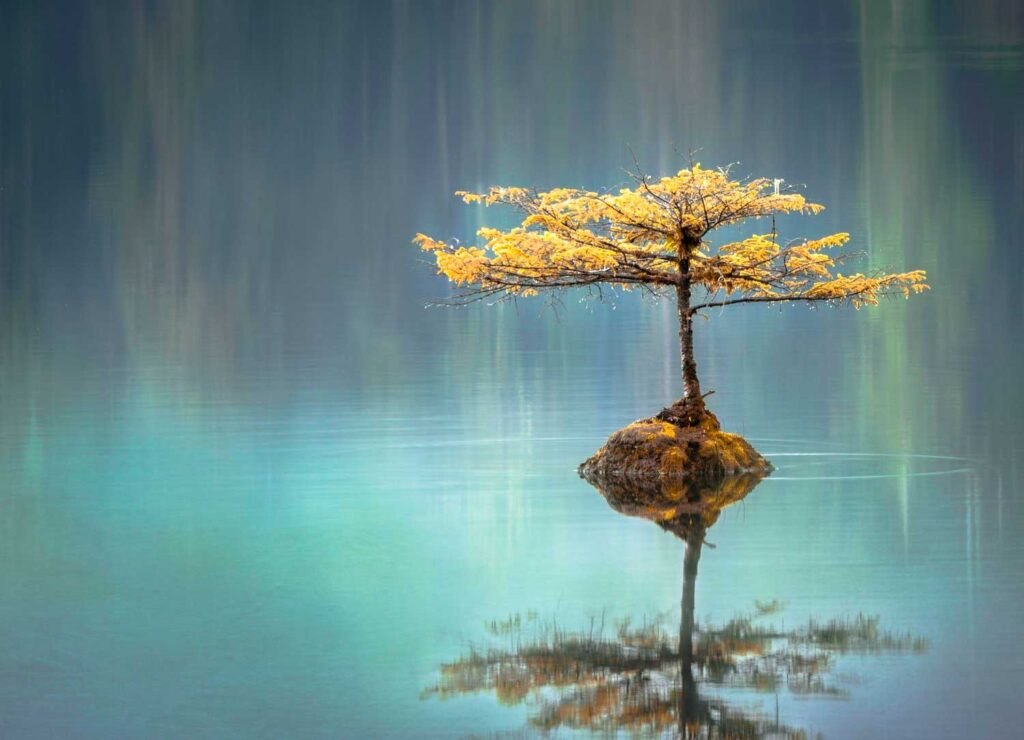 Tree in water